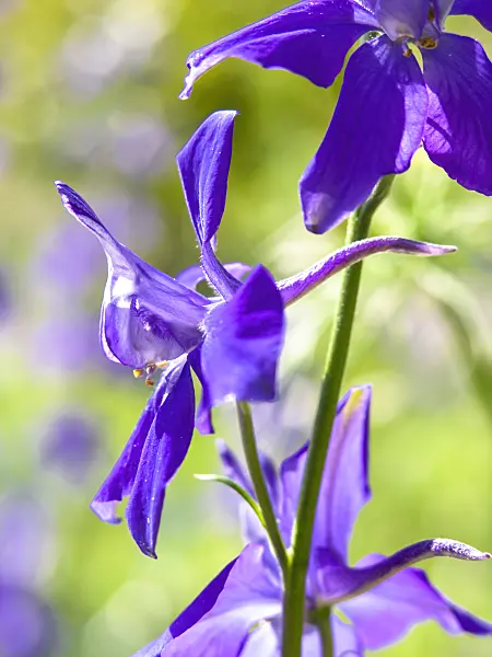 426307 - Rocket larkspur (Consolida ajacis)