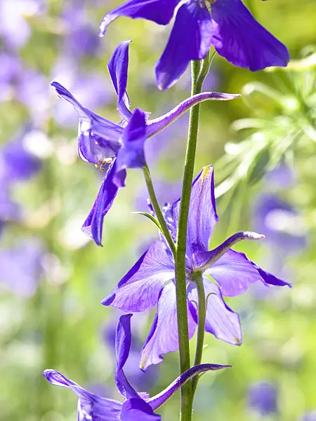 426308 - Rocket larkspur (Consolida ajacis)