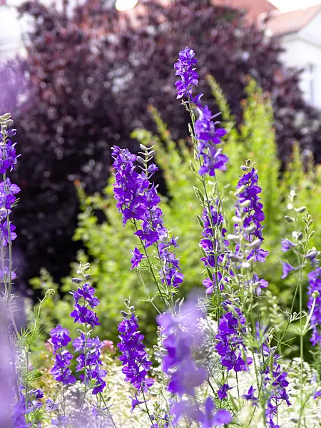 426334 - Rocket larkspur (Consolida ajacis)