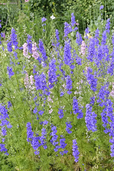 486004 - Rocket larkspur (Consolida ajacis)