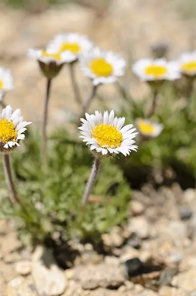 508374 - Rocky Mountain alpine fleabane (Erigeron grandiflorus)