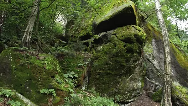 499025 - Rocky mountain forest, Saxon Switzerland National Park, Germany