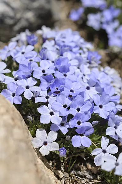 508370 - Rocky Mountain phlox (Phlox multiflora)