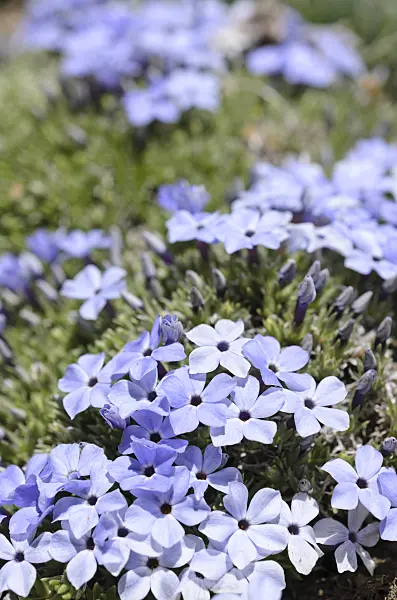 508371 - Rocky Mountain phlox (Phlox multiflora)