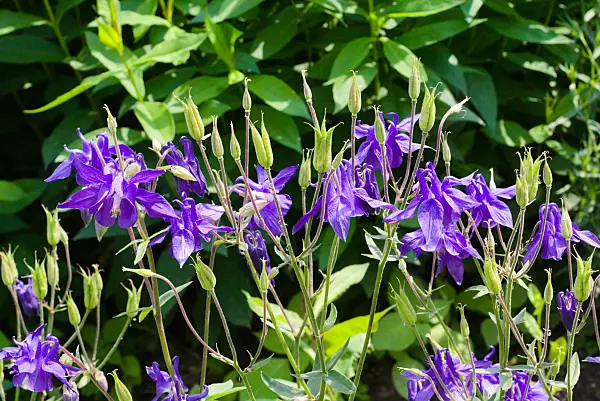 672087 - Rocky-Mountains-Akelei (Aquilegia caerulea)