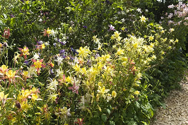 509039 - Rocky-Mountains-Akelei (Aquilegia caerulea 'McKana')