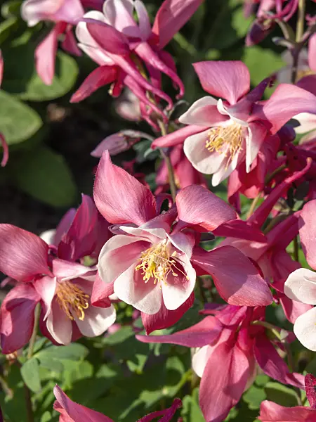 460085 - Rocky Mountains columbine (Aquilegia caerulea)