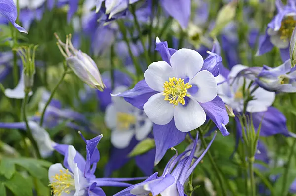 473008 - Rocky Mountains columbine (Aquilegia caerulea)