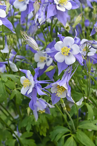 473009 - Rocky Mountains columbine (Aquilegia caerulea)
