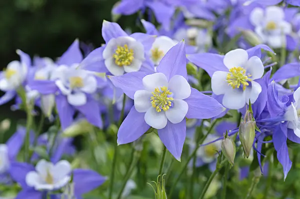 473010 - Rocky Mountains columbine (Aquilegia caerulea)