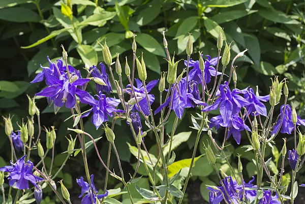 608136 - Rocky Mountains columbine (Aquilegia caerulea)