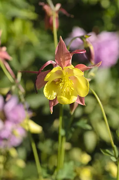 496263 - Rocky Mountains columbine (Aquilegia caerulea 'McKana')