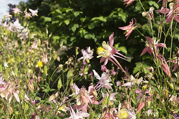 509037 - Rocky Mountains columbine (Aquilegia caerulea 'McKana')