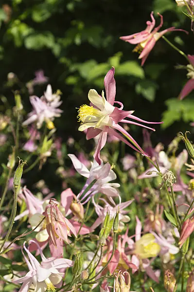 509038 - Rocky Mountains columbine (Aquilegia caerulea 'McKana')