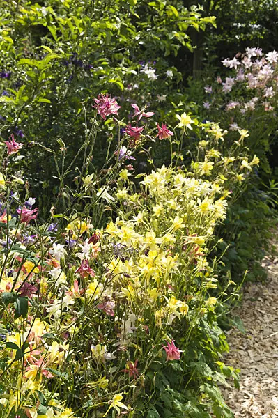 509040 - Rocky Mountains columbine (Aquilegia caerulea 'McKana')