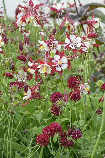 651072 - Rocky Mountains columbine (Aquilegia caerulea 'Rotstern')