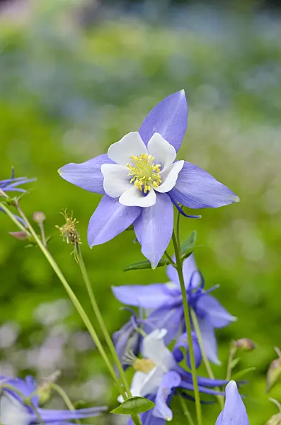 520486 - Rocky Mountains columbine (Aquilegia caerulea 'Songbird Blue Jay')