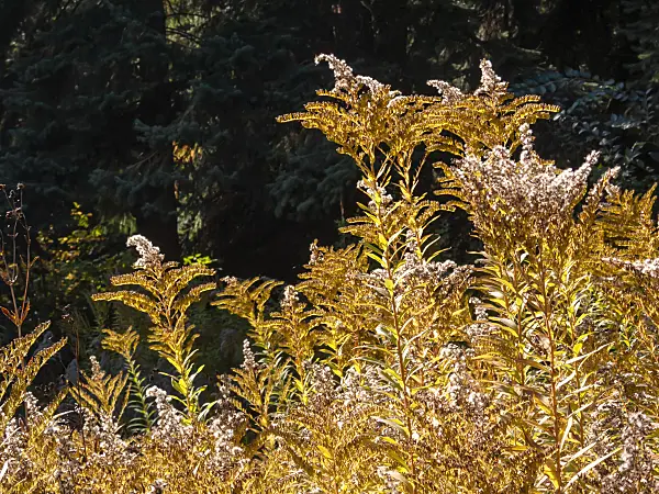 406041 - Rocky Mountains goldenrod (Solidago multiradiata)