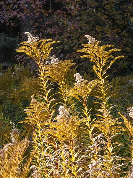 406042 - Rocky Mountains goldenrod (Solidago multiradiata)