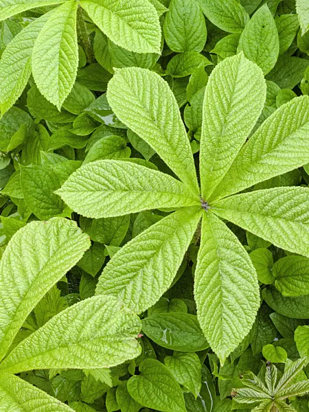 401059 - Rodgersia