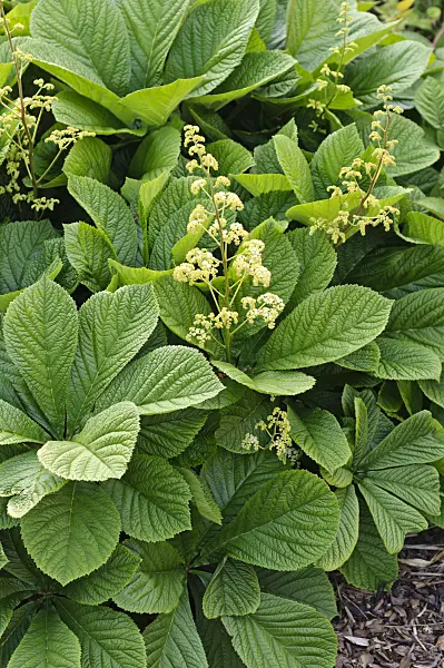 484328 - Rodgersia aesculifolia