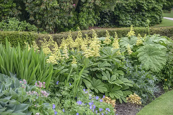 547278 - Rodgersia aesculifolia