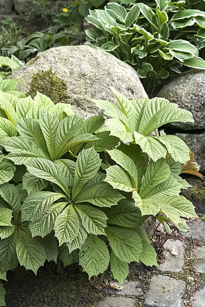 638311 - Rodgersia aesculifolia