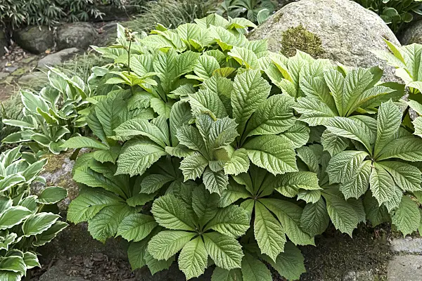 638312 - Rodgersia aesculifolia