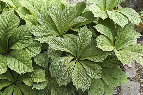638313 - Rodgersia aesculifolia
