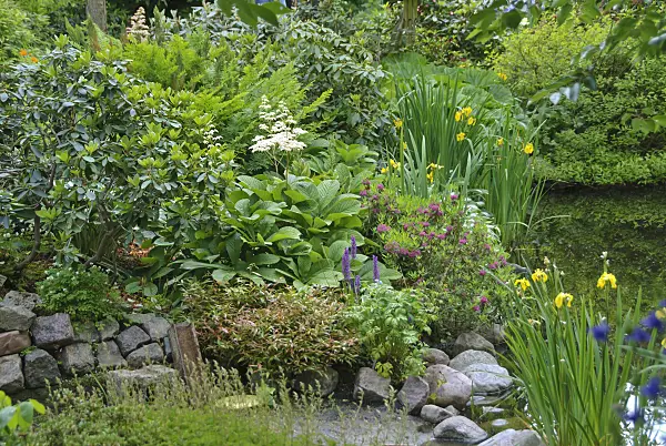 517116 - Rodgersia pinnata and irises (Iris)