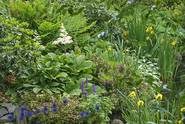 517118 - Rodgersia pinnata and irises (Iris)