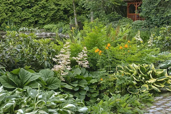 517114 - Rodgersia pinnata, Chinese globeflower (Trollius chinensis) and plantain lilies (Hosta)