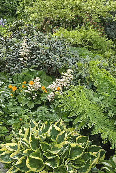 517115 - Rodgersia pinnata, Chinese globeflower (Trollius chinensis) and plantain lilies (Hosta)