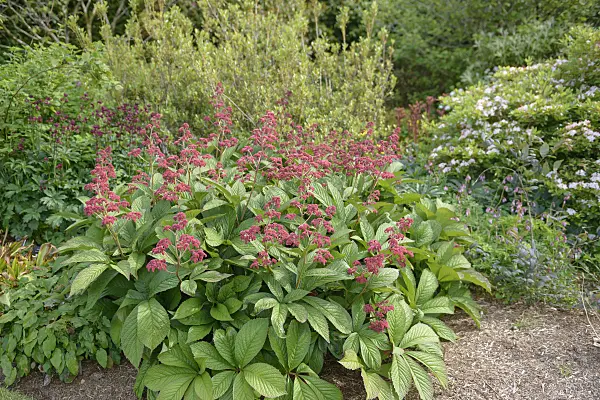 547279 - Rodgersia pinnata 'Crug Cardinal'