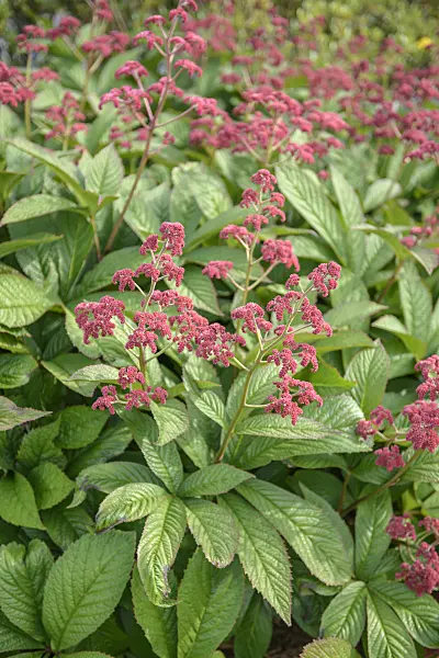 547280 - Rodgersia pinnata 'Crug Cardinal'
