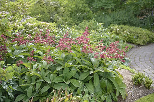 547281 - Rodgersia pinnata 'Crug Cardinal'
