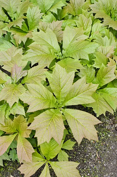 472237 - Rodgersia pinnata 'Rotlaub'