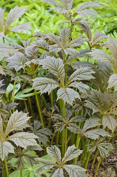 520057 - Rodgersia pinnata 'Rotlaub'