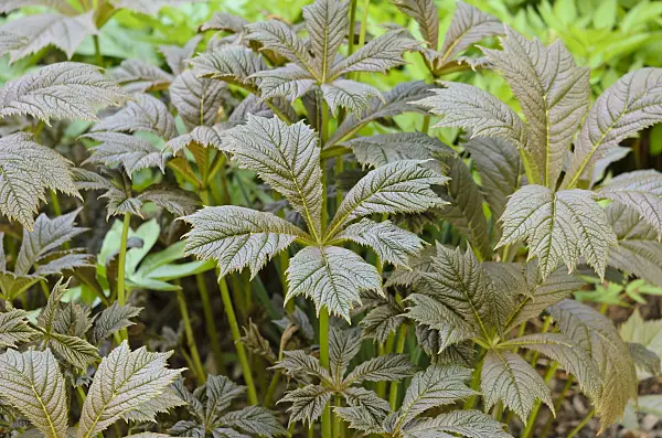 520058 - Rodgersia pinnata 'Rotlaub'