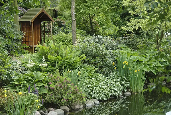 517117 - Rodgersia pinnata, royal fern (Osmunda regalis), plantain lily (Hosta) and irises (Iris)