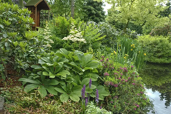 517471 - Rodgersia pinnata, sheep laurel (Kalmia angustifolia 'Rubra') and iris (Iris)