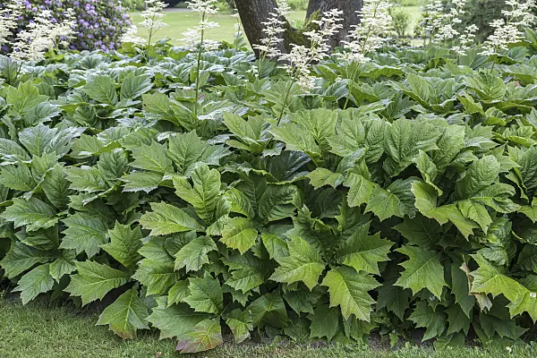 651483 - Rodgersia podophylla
