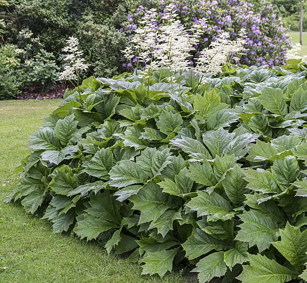 651484 - Rodgersia podophylla