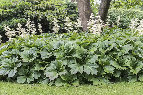 651485 - Rodgersia podophylla