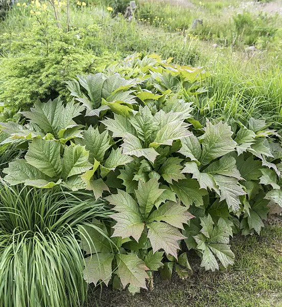 651486 - Rodgersia podophylla