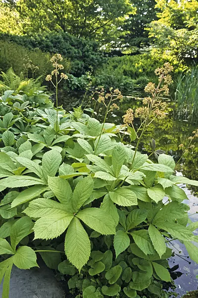 390123 - Rodgersia purdomii
