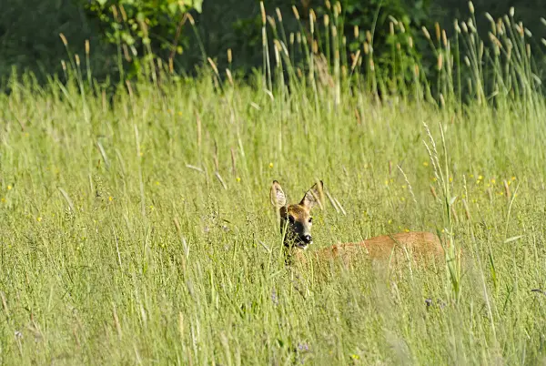 545003 - Roe deer (Capreolus capreolus) in a meadow