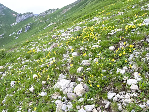 439309 - Rofangebirge, Austria