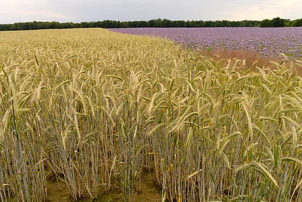 671012 - Roggen (Secale cereale) und Rainfarnphazelie (Phacelia tanacetifolia)