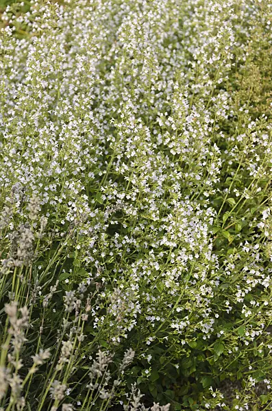 571055 - Roman calamint (Calamintha species 'Hadrian')